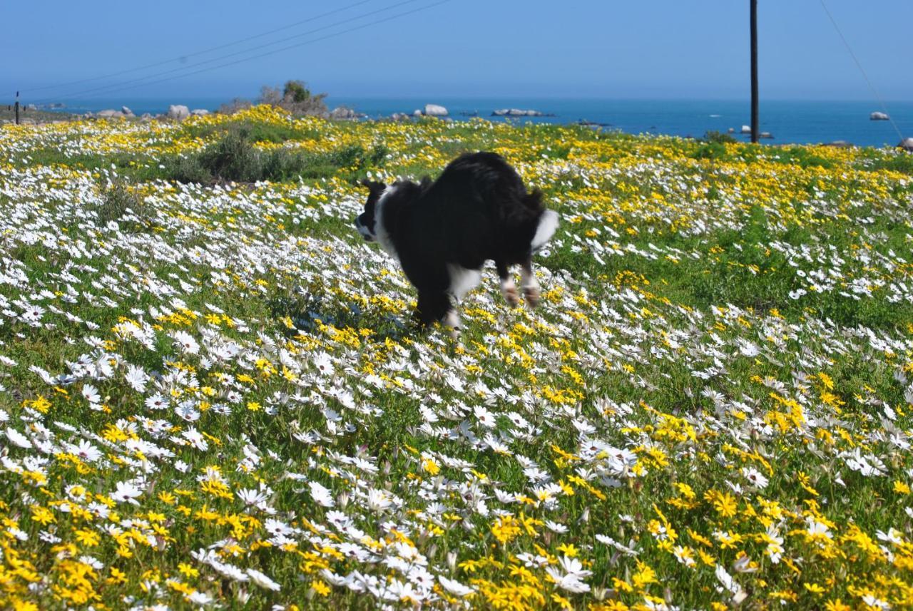 Stay At Bokkoms In Paternoster Self Catering Accommodation Экстерьер фото